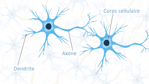 Les neurones.mp4
