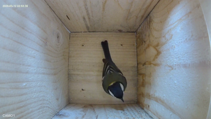 visite_mésange_charbonière.mp4