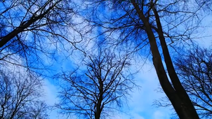 Loukas - Le tronc.mp4