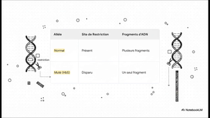 Enzymes de restriction-détection d'allèles.mp4
