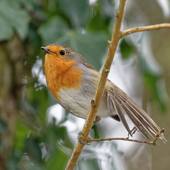 XC577946 - Rougegorge familier - Erithacus rubecula.mp3