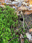 Forêt Saint Léonard des Bois, CAP OL1 décembre 2025.
