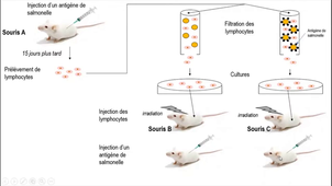 LB & Productuction d'anticorps.mp4
