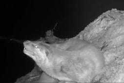 toilettage-Loutre-17-01-2026.mp4