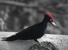 fiches Oiseaux et suivi de la biodiversité de l'ATE