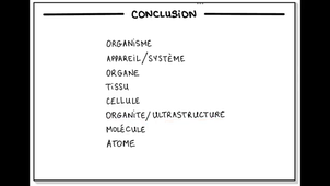 Les niveaux d'organisation