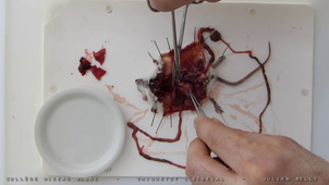 dissection_souris.flv