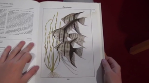 38703-interview-denzo-sur-sa-passion_1080.mp4