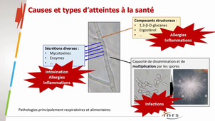 Mycètes 1 (vue d'ensemble)