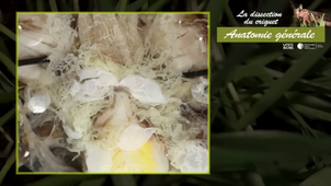 TP3 - VIDEO_CRIQUET_part2.mp4