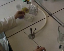 Tutoriel vidéo - Préparation d'une suspension bactérienne