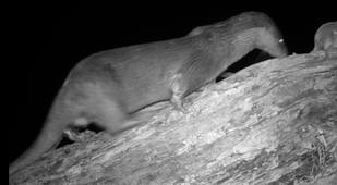 Loutre en mai 2025