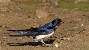 XC598651 - Hirondelle rustique - Hirundo rustica.mp3