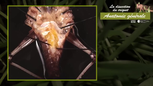 TP3 - VIDEO_CRIQUET_part1.mp4