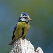 MésangeBleueIlanAmael6B.wav