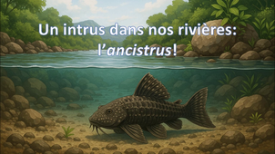 #8 Un intrus dans nos rivières: l’ancistrus!