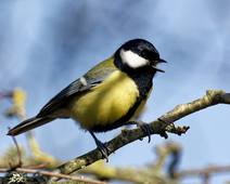 MésangeCharbonnièreAndriiLouen6B.wav