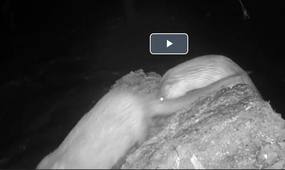 le couple démasqué.mp4