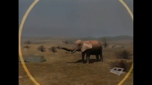 Eléphant et son.mp4