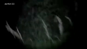 Chauve-souris et son.mp4