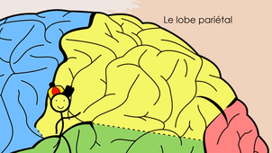 Les aires et fonctions du cerveau.mp4