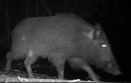 Sanglier