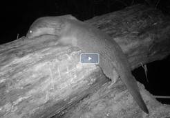 les loutres après la crue.mp4