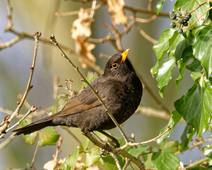 XC598974 - Merle noir - Turdus merula.mp3