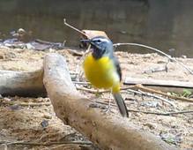 Bergeronnette des ruisseaux