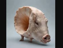 «Une expérience surréaliste » (partie 1), Coréaliser avec une ia générative d’images – Cécile Le Falher