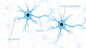 Sciences Cognitives - Les neurones.mp4