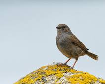 AccenteurEwennLouison6A.wav