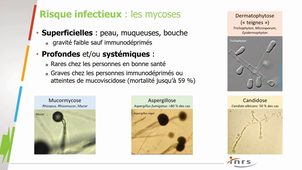Mycètes 3 (risques allergiques et infectieux)