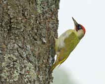 XC528939 - Pic vert - Picus viridis.mp3