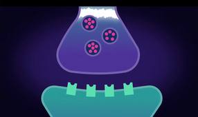 Synapses et messages nerveux