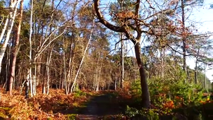 Louisa, Lilou et Azaria - Mes forêts.mp4