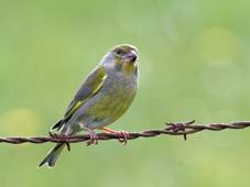 VerdierEuropeMathéoAxel6B.wav