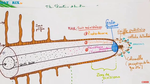 Reproduction végétative