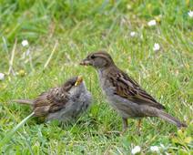 MoineauDomestiqueLéaneMaelya6B.wav