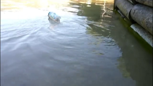 cygne.mp4