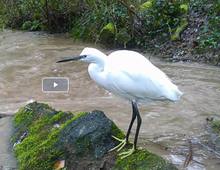 Aigrette Garzette - janvier 2026.mp4