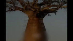 The Tree of Life (part 1).mp4