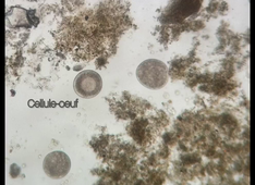 Observation des gamètes chez la moule et fécondation