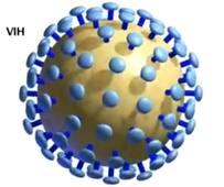 Le cycle viral du VIH