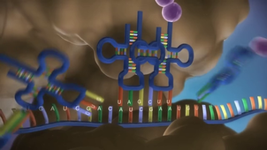 De l'ADN aux protéines_sans voix off
