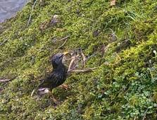 étourneaux sansonnet