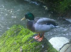 Canard colvert