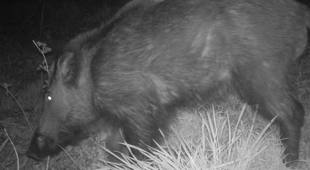 la toilette du sanglier