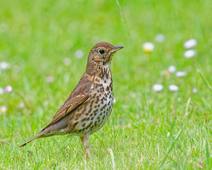 GriveMusicienneLéaEmma6A.wav