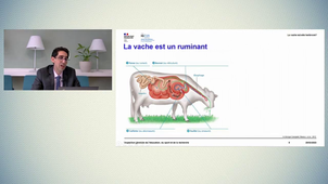 La vache est-elle herbivore ?